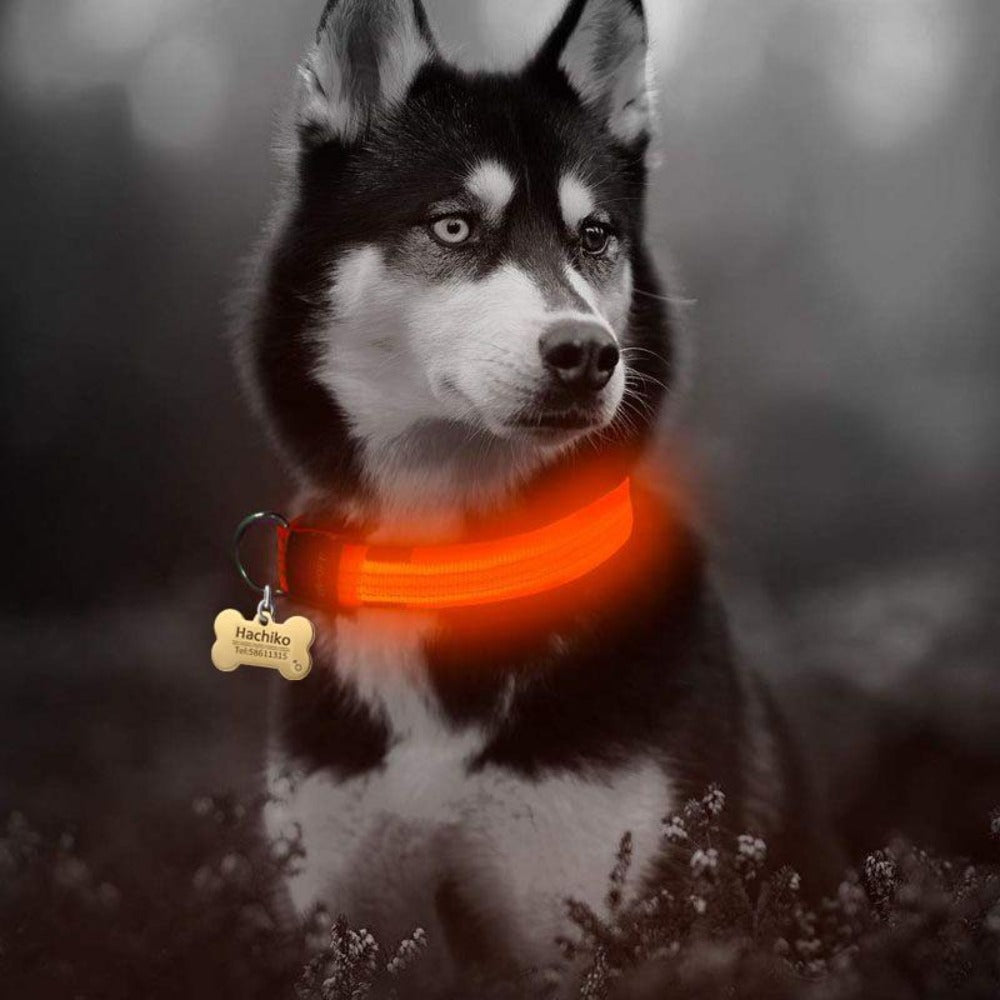 Bark-Bright Nylon LED Dog Collar (2 Pieces)